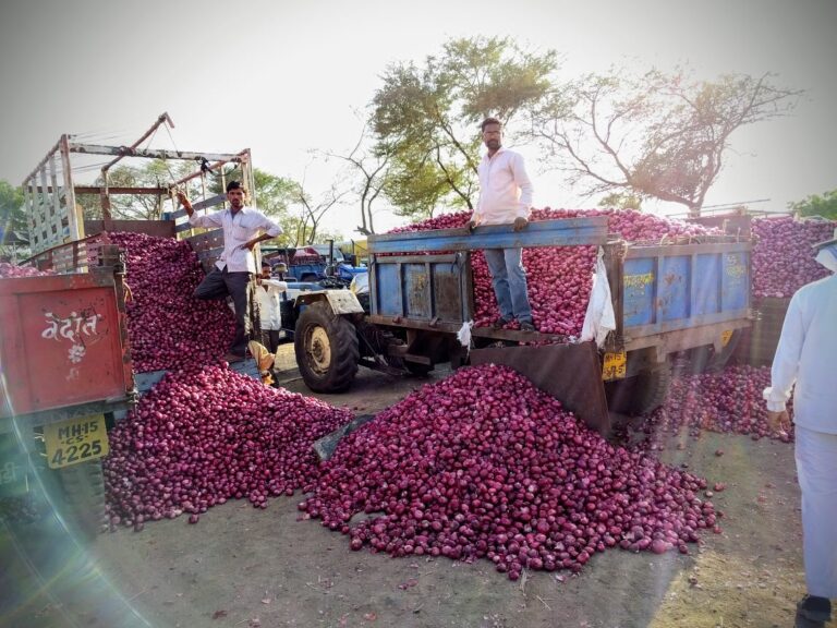 Lasalgoan onion